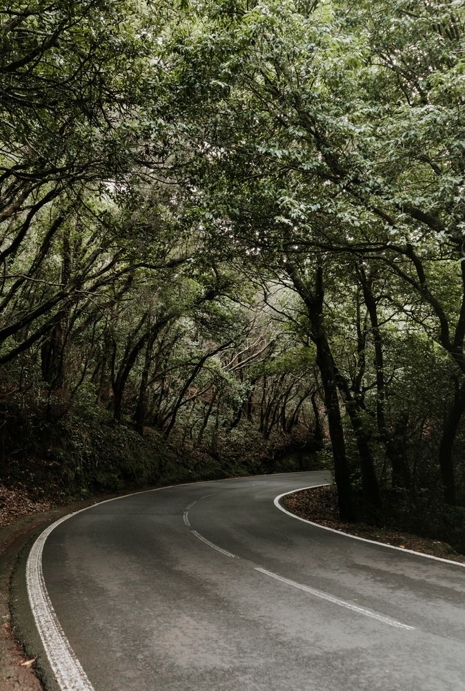 Asphalt countryside road between trees