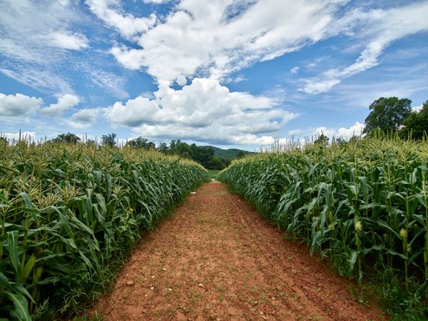 View down dirt path through corn fields in Georgia