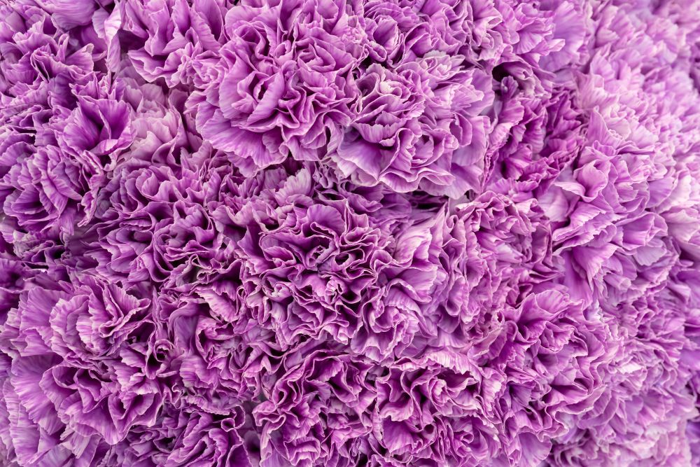 Purple flower petals in close-up