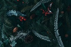 Holiday pine trees with mistletoe and pine cones