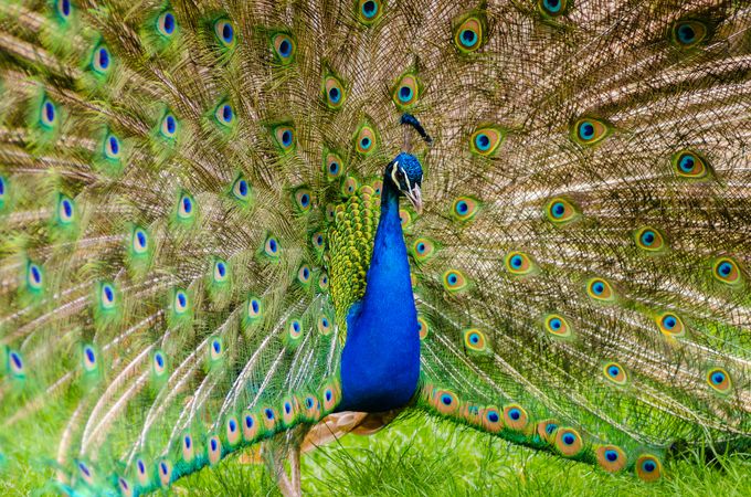 Portrait of peacock
