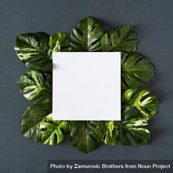 Green monstera leaves on gray background with paper card 0PMlN5