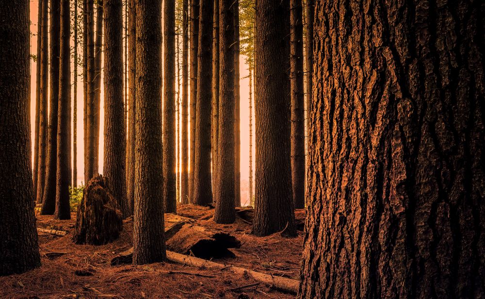 Tree trunks at sunset or sunrise