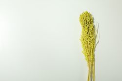 Bouquet with yellow reed grass in plain room with copy space