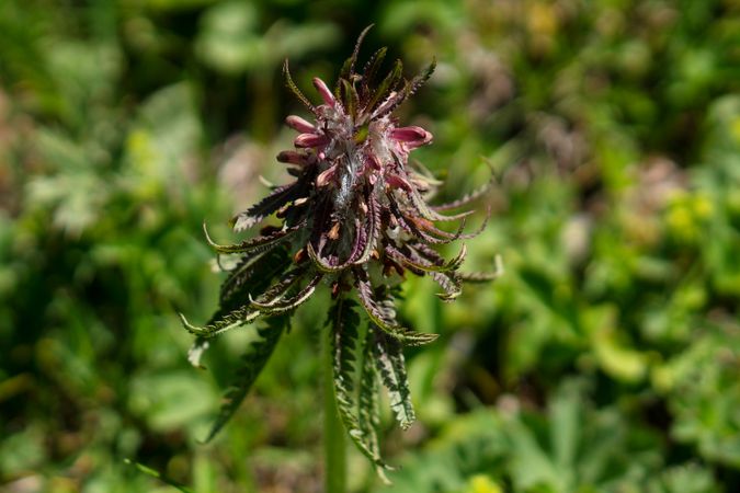Close-up purple wildflower in green meadow.
