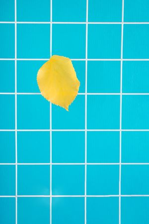 Single yellow leaf against blue bathroom riles