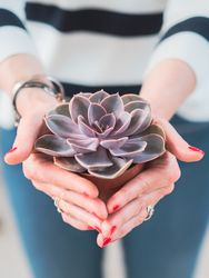 Female hands with beautiful gray succulent