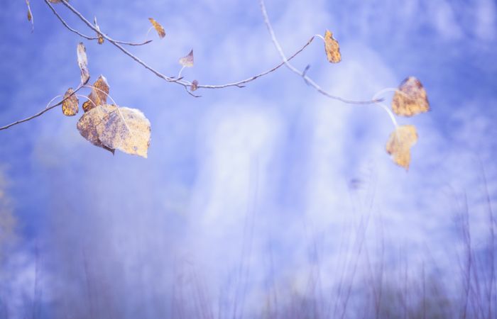 Tender dry leaves in blue light effect