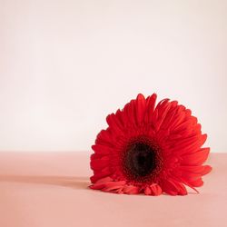 Spring red flower with powder background colors