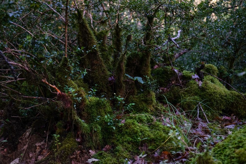 Mossy ground of forest