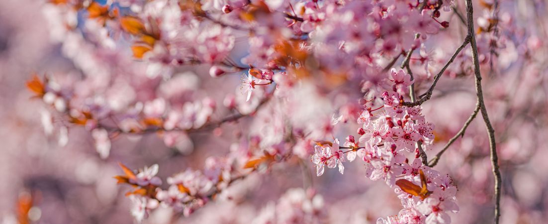 Banner of cherry blossom trees with selective focus