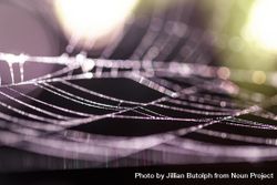 Close up of spider web with selective focus beZwl0