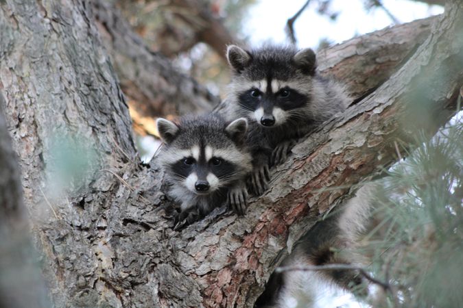 Two raccoons on brown tree