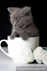 Russian blue kitten in a tea cup 5r1yp0