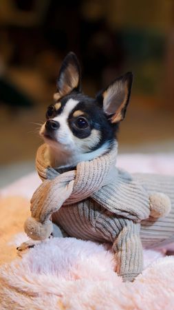 A Chihuahua wearing clothes and a scarf, sitting on a cushion