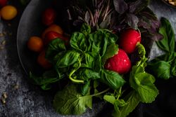 Organic vegetable and radishes and fresh herbs