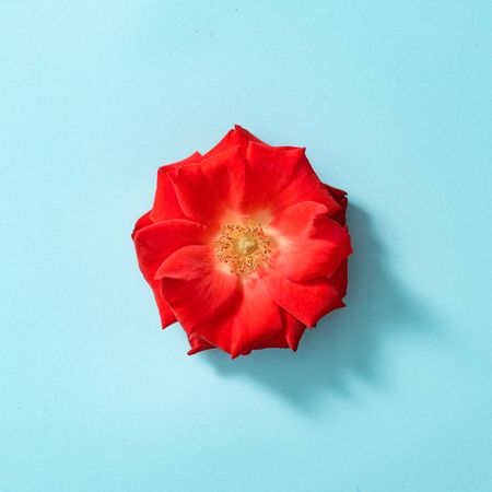 Red rose on pastel blue background