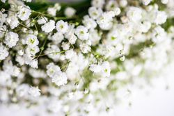 Close up of headdress of gypsophila paniculata flowers