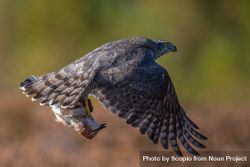 Gray falcon flying 48XQY4