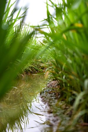 Creek surrounded by long grass