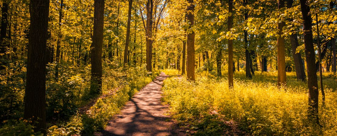 Path in the forest with shadows, wide