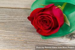 Happy Valentine’s day with single freshly cut red rose on aged wood 0W2Gyb