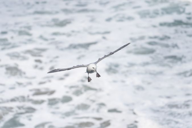 Bird flying above water surface