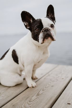Cute dog on pier near sea
