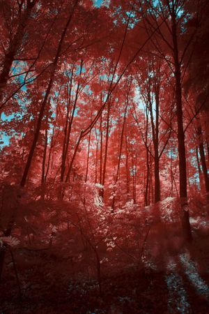 Infrared trees in beautiful forest