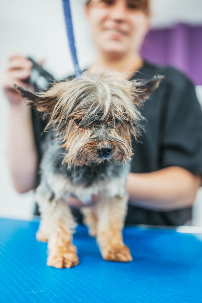Happy dog during grooming procedure