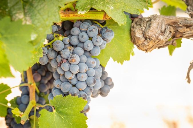 Vineyard with Lush, Ripe Wine Grapes on the Vine Ready for Harvest