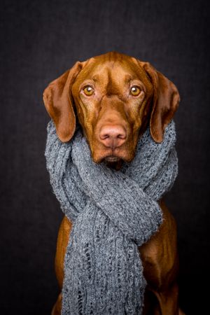 Vizsla wearing scarf