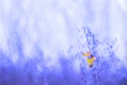 Abstract plants in purple light