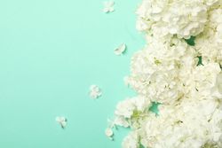 Beautiful hydrangea flowers on mint background. Spring plant