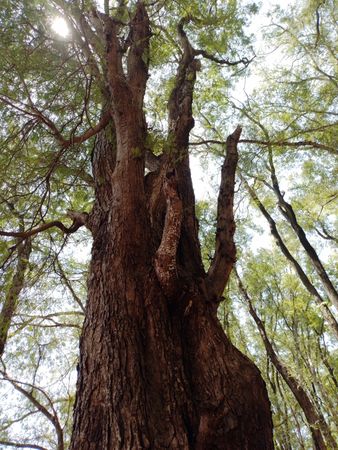 old tree from below
