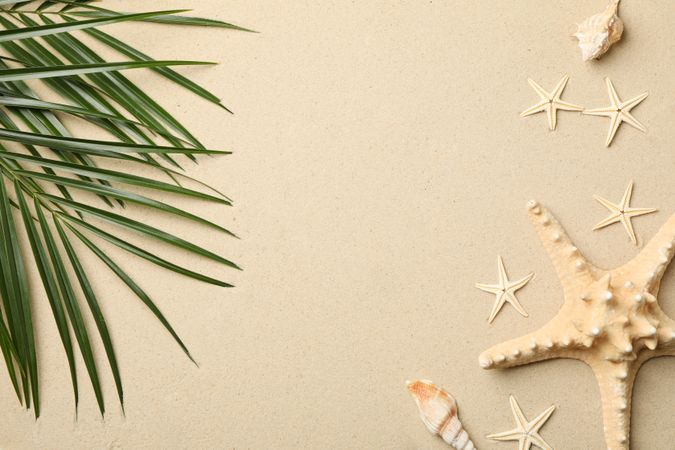Starfishes and palm branches on sea sand background, space for text