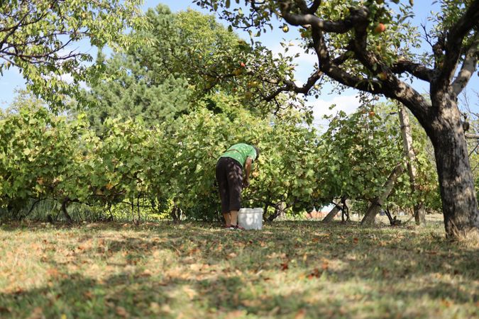 Backview of a woman collecting grapes.