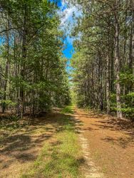Back road through a Pine forest