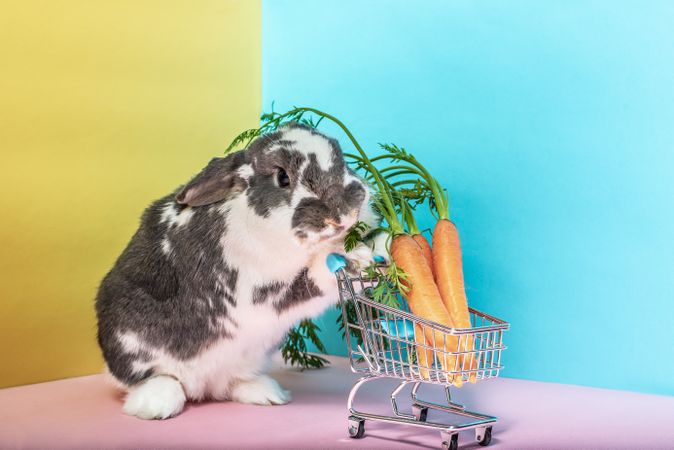 Bunny with shopping cart full of carrots