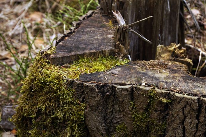 Old tree stump covered with moss