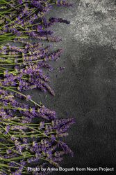 Fresh lavender flowers in a frame bDjPKJ