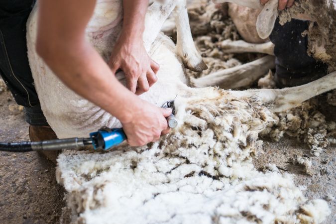 Crop man shearing sheep in barn