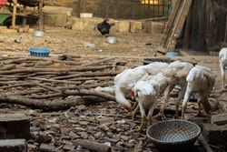 Flock of chicken by bowl outside