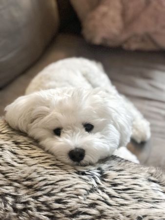 Bichon lying on couch