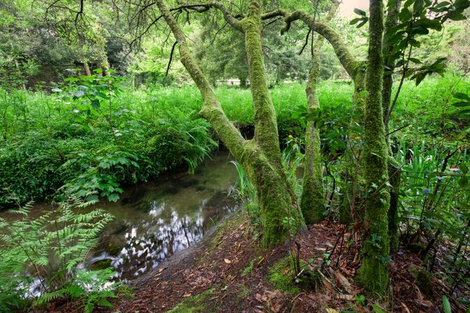 Stream in forest ferns humid vegetation in Galicia, Spain