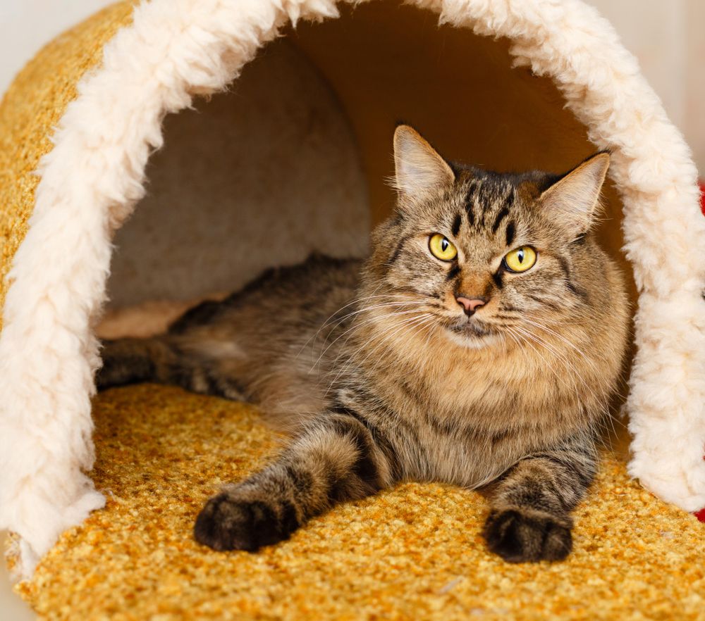 Fluffy grey tabby cat cosy in at home