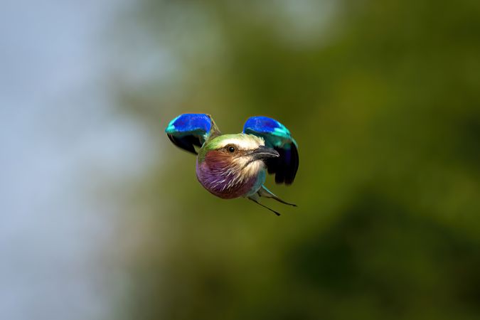 Lilac-breasted roller flies with wings tucked in
