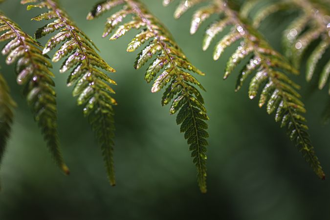 Close up of fern leaves in a neat line with green background