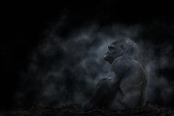 Silver back mountain gorilla eating nut