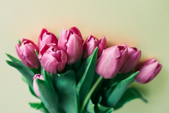 Pink tulips on clear background